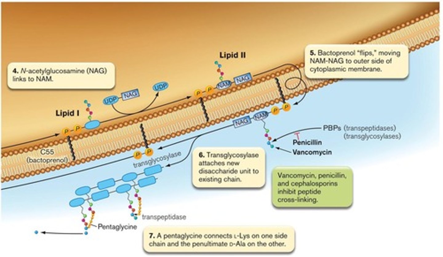 <p>penicillin blocks cross links in peptidoglycan</p>