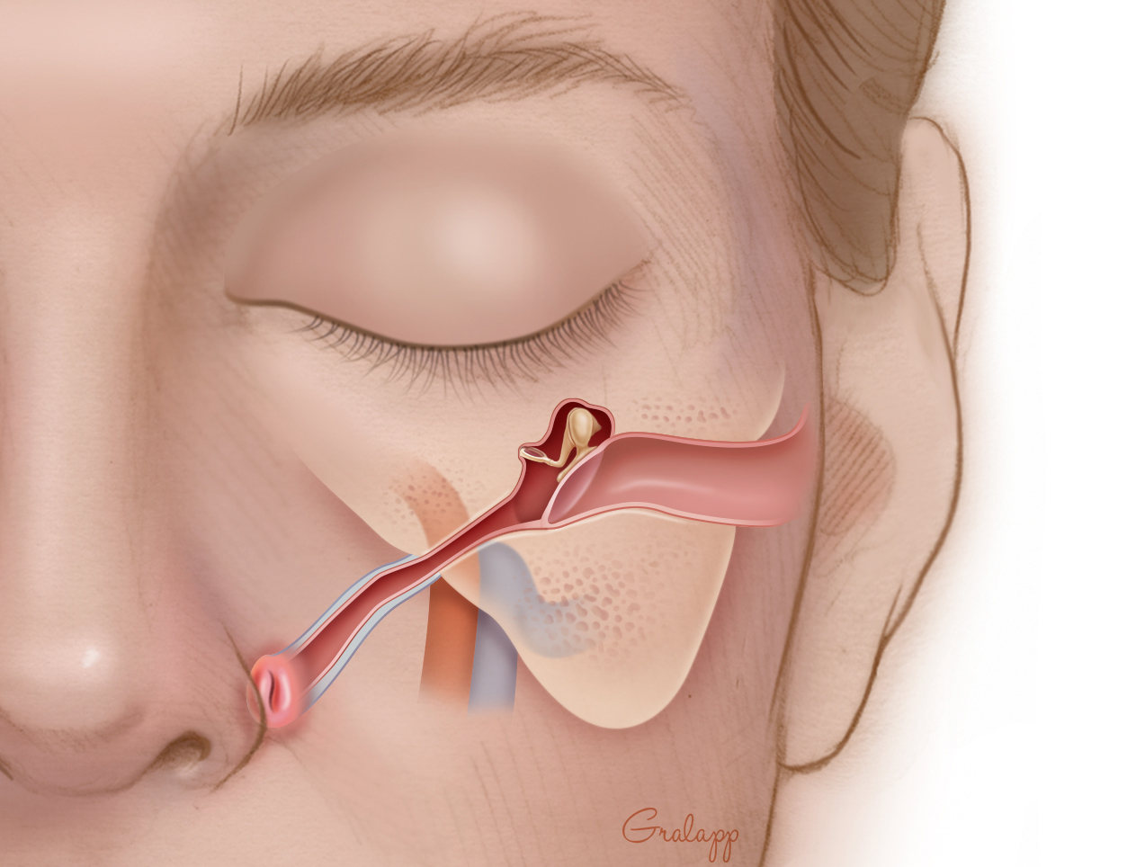 <p><span>What connects the ear to the throat and helps with pressure?</span></p>