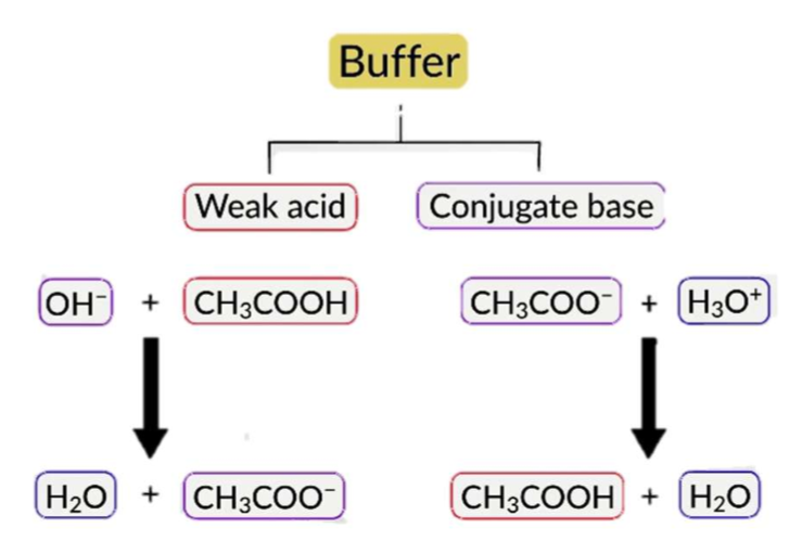 <p>Buffer capacity</p>
