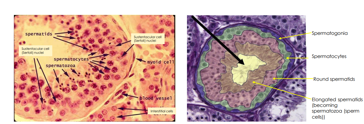 <p>Spermatogenesis Diagram</p>