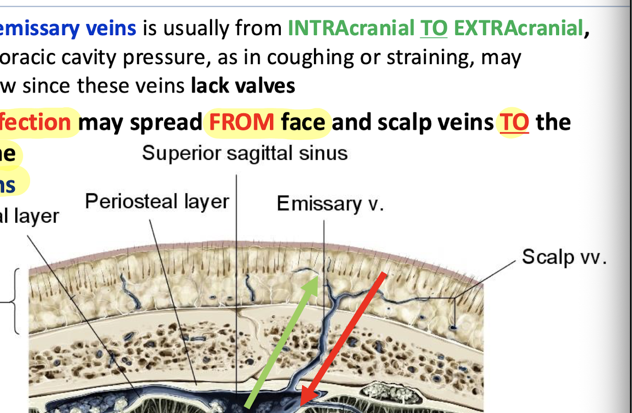 <p>From intracranial to extracranial</p>