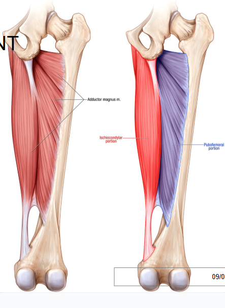 <p>posterior and anterior portions, the two portions of the muscle don’t lie laterally but at a slight angle </p>