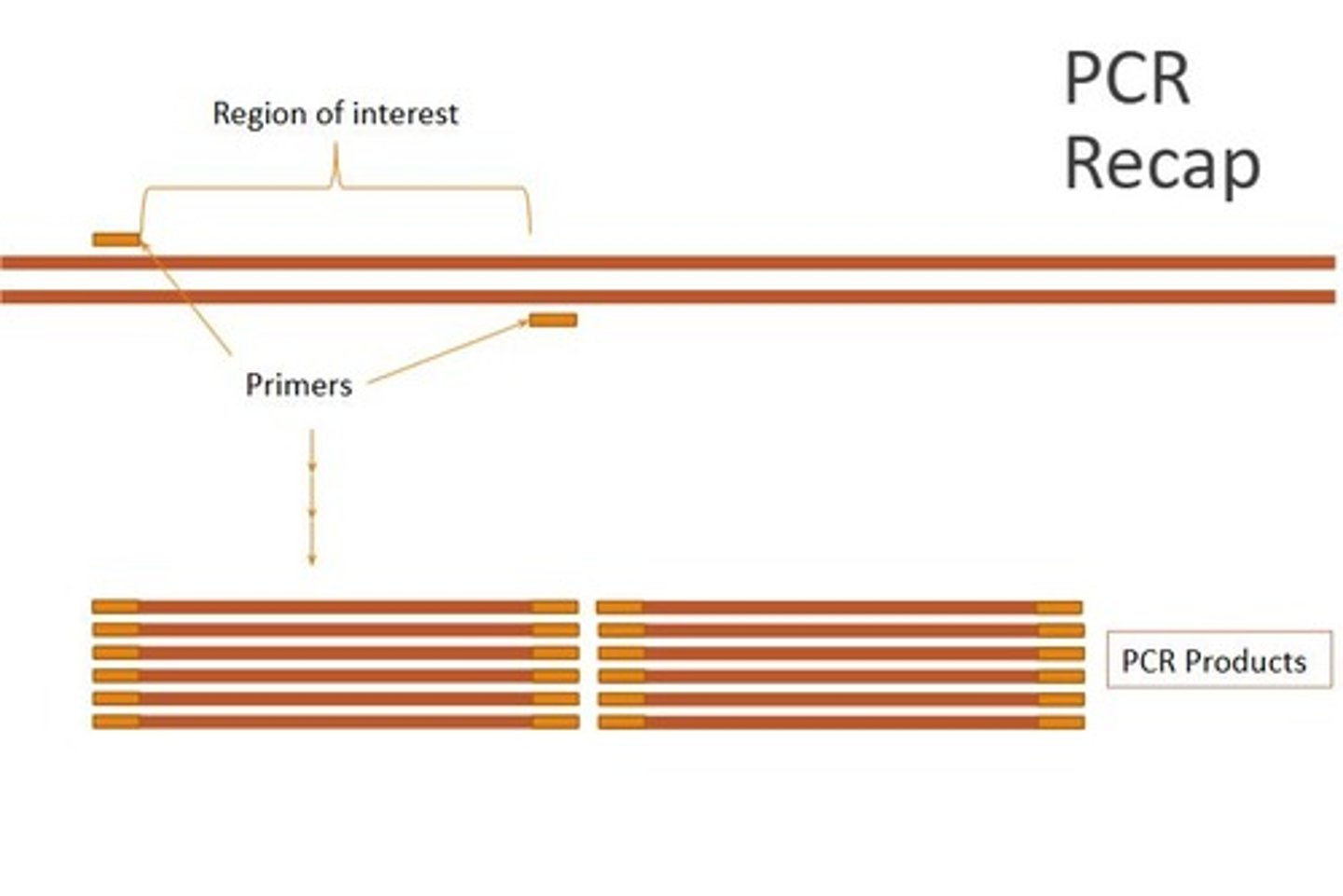 <p>Polymerase chain reaction, a technique used for replicating small quantities of DNA or broken pieces found at a crime scene.</p>