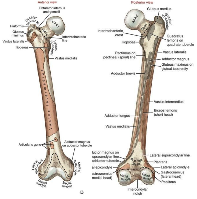 <p>head, neck, trochanters (greater/lesser), lateral epicondyle and medial epicondyle </p>