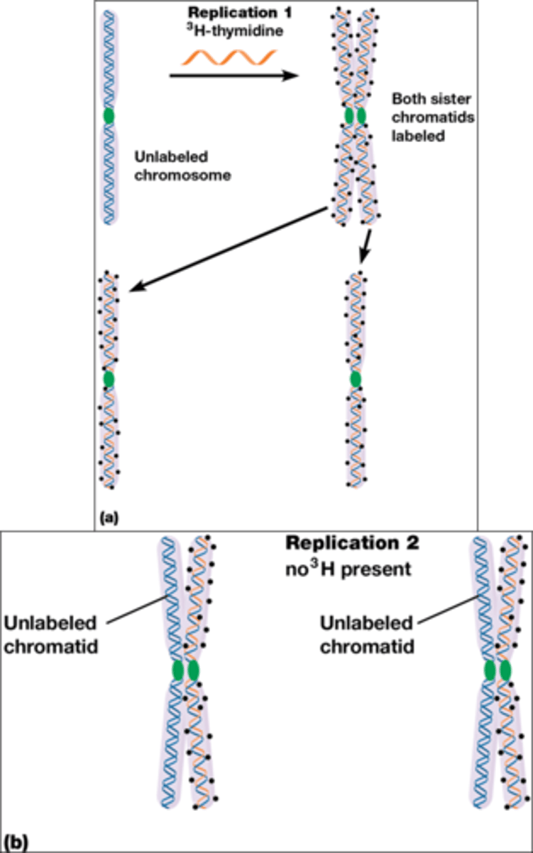 <p>-Een chromosoom werd gerepliceerd in aanwezigheid van tritium (3H: 1 proton en 2 neutronen) gelabeled thymidine</p><p>->1 streng radioactief + 1 streng niet radioactief</p><p>-bij de mitose gaan de zusterchromatiden gescheiden worden</p><p>-bij de 2de replicatie gaat het zonder tritium gebeuren </p><p>->1 radioactieve zusterchromatide + 1 normale zusterchromatide</p><p>Bij de eukaryoten is de DNA replicatie dus ook semiconservatief!</p>