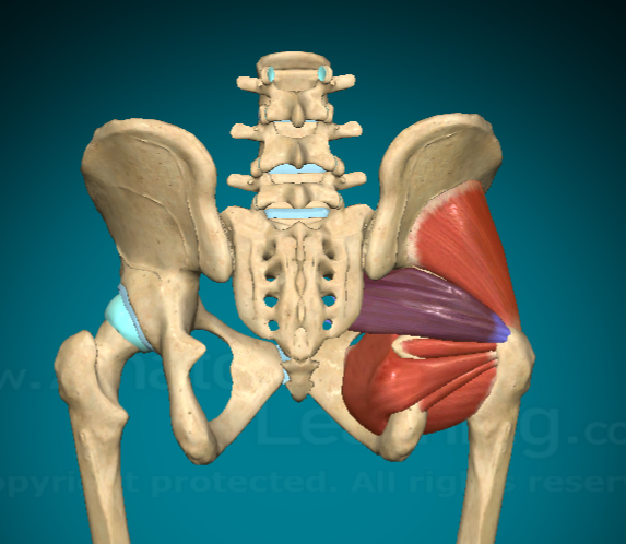 <p>What is this muscle and where are the attachment points?</p>