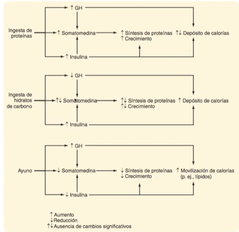 <p>Efectos biologicos de GH: Metabolicos</p>