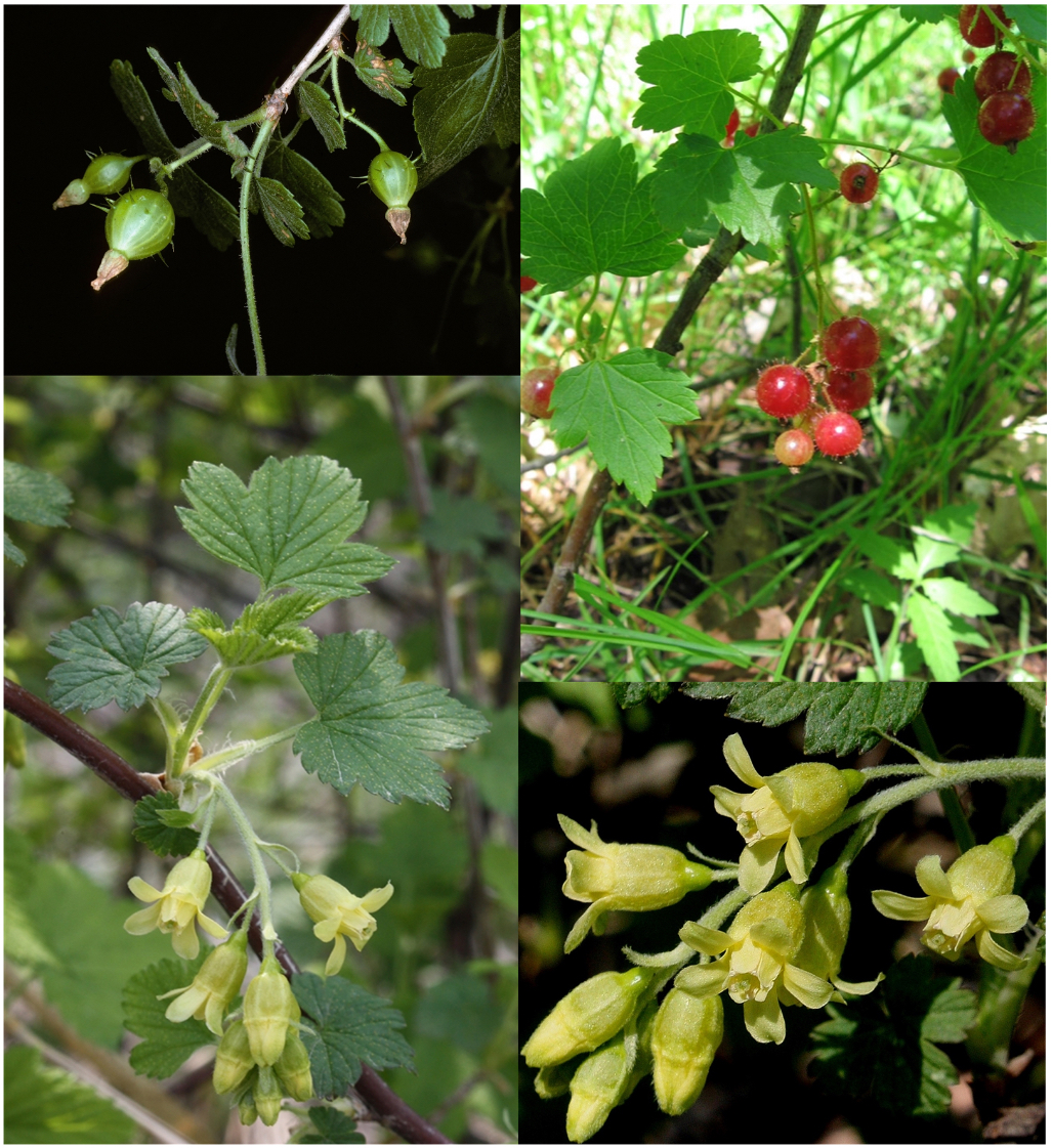 <p>(hypanthium, palmately veined lobed leaves, berry)) </p>