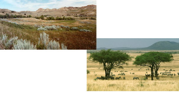 <p>Agua y energía acopladas (inviernos secos, veranos húmedos), dominio de herbazales, alta producción primaria, perturbaciones (fuego), alta carga herbívora, suelos muy ricos en materia orgánica y fértiles.</p>