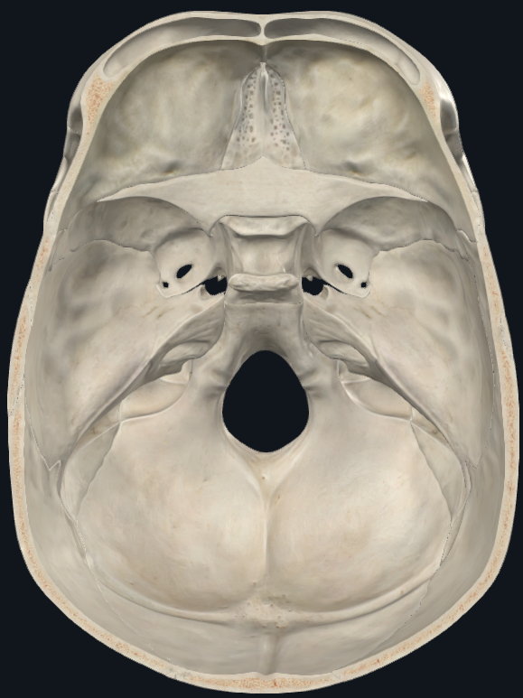 <p>El piso del cráneo</p><ul><li><p>CONFORMADO por los huesos</p><ul><li><p>Frontal, etmoides, esfenoides, temporal, occipital</p></li></ul></li></ul><p>Divido en las fosas</p><ul><li><p>Anterior</p></li><li><p>Media</p></li><li><p>Posterior</p><p></p></li></ul><p></p>