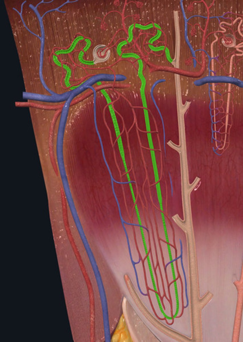 <p>ID Structure Highlighted Green</p>