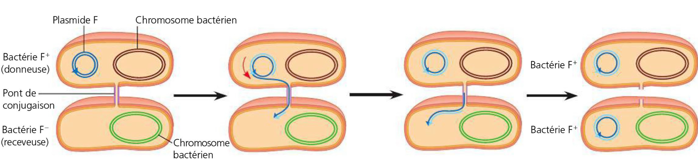 <p><span>ADN circulaire extra-chromosomique, réplicatif autonome, transmissible ; peut donner un avantage sélectif (ex : résistance aux antibiotiques).</span></p>