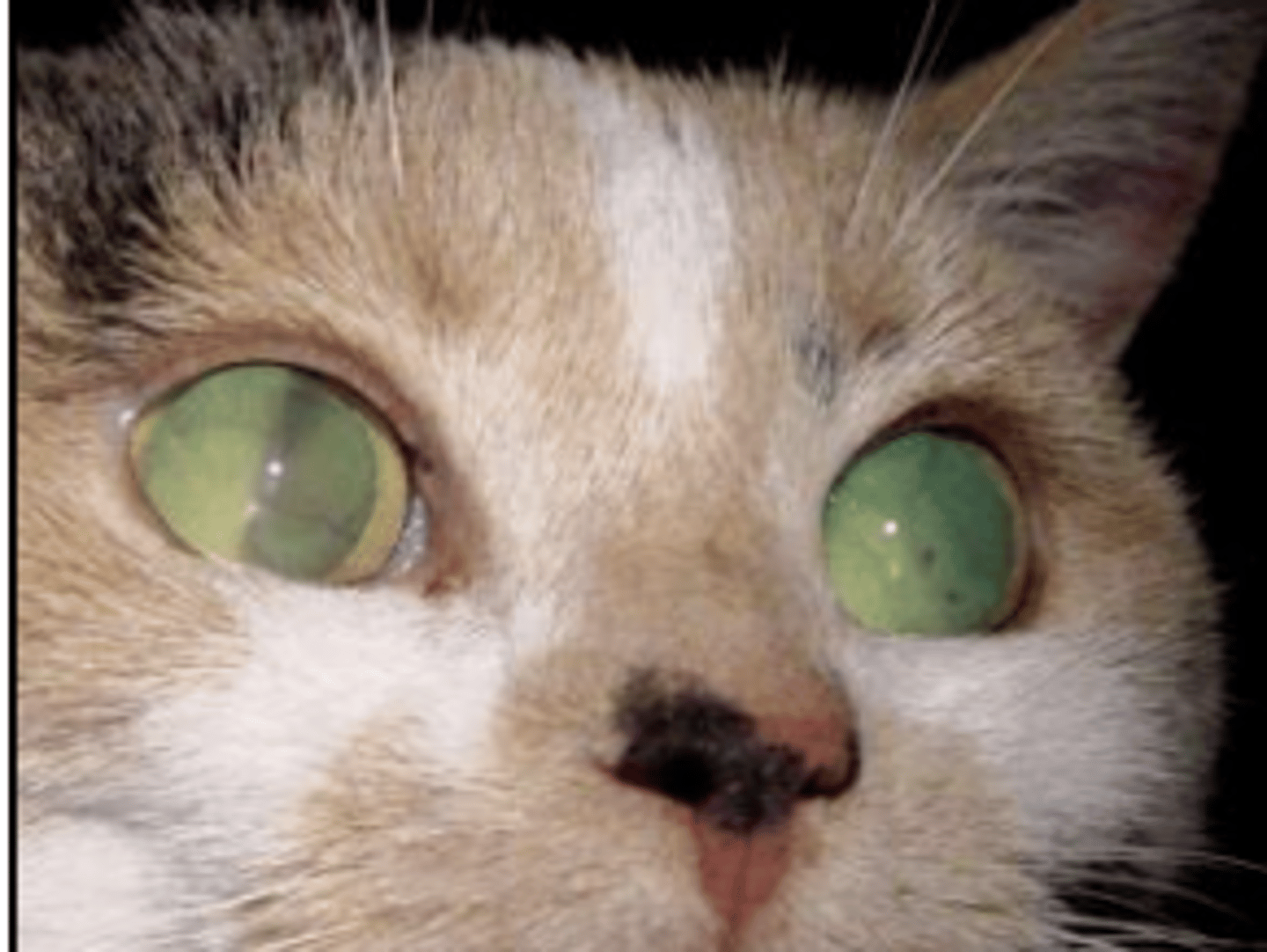 <p>- CKD or hyperthyroidism</p><p>- Results in: hypertensive-induced choroid vascular damage, retinal hemorrhage and detachment, acute onset blindness (cats present as looking around at nothing)</p>