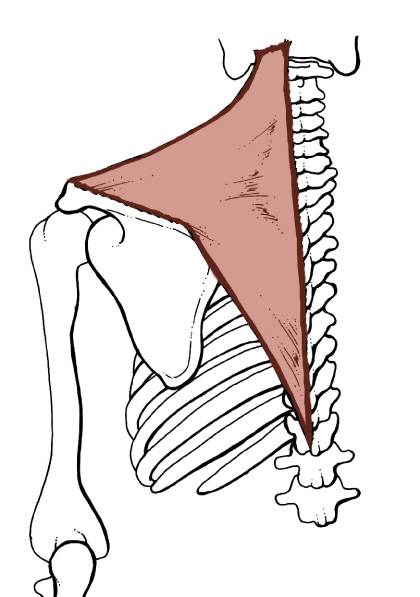 <p>Origin: <span>Medial third of the superior nuchal line, external occipital protuberance, ligamentum nuchae, spinous processes of vertebrae C7-T12</span></p><p>Insertion: <span>Lateral third of the Clavicle, medial side of the acromion and the upper crest of the Scapular spine, tubercle of the scapular spine</span></p><p>Action: <span>elevates and depresses the scapula (depending on which part of the muscle contracts); rotates the scapula superiorly; retracts scapula</span></p>