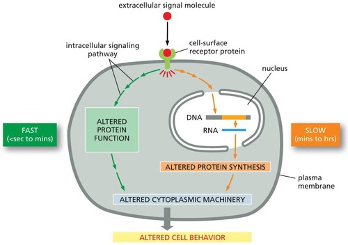 <p>Cell-surface receptors activate intracellular signaling pathways that change the behavior of the target cell.</p>