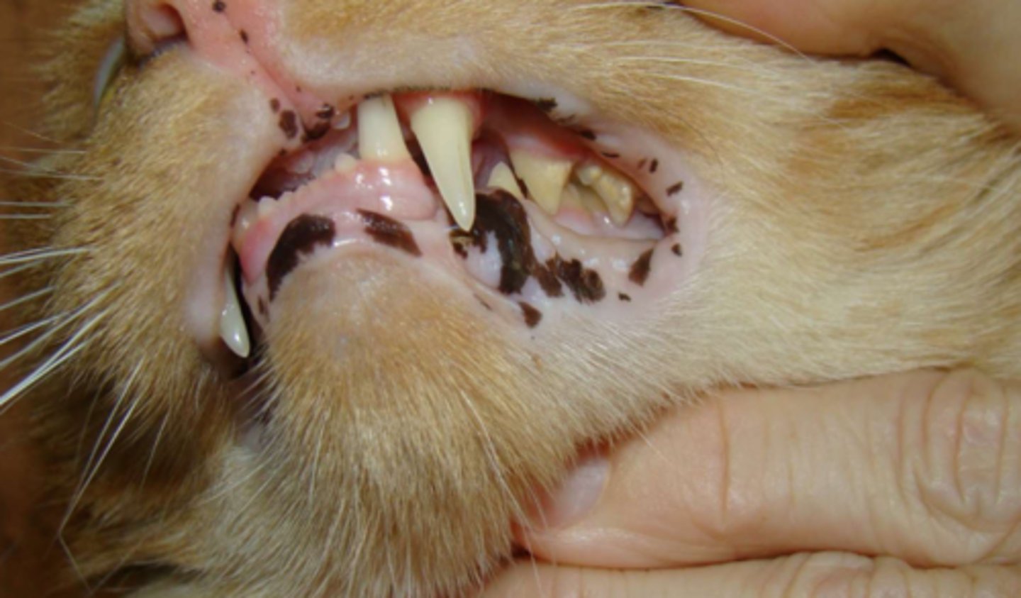 <p>¿lesión?</p><p>¿primaria o secundaria?</p>