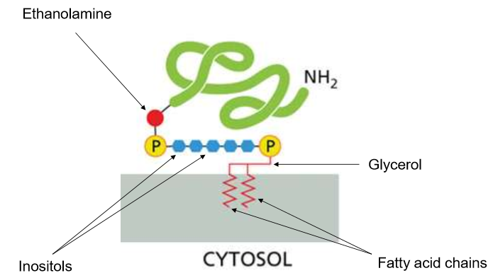<p>Glycosylphosphatidylinositol -  a giant “phospholipid” head with two anchors in the bilayer. They interact with the extracellular matrix and often help to identify themselves.</p>