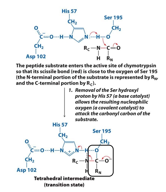 <ol><li><p>The substrate enters the active site of the enzyme.</p></li><li><p><strong>His 57 steals a proton (H⁺) from Ser 195</strong>, making Ser’s oxygen highly reactive.</p></li><li><p>Now <strong>Ser 195 attacks the carbonyl carbon</strong> (C=O) of the peptide bond in the substrate.</p></li><li><p>This creates a <strong>tetrahedral intermediate</strong> (a temporary, unstable shape).</p></li></ol><p><span data-name="check_mark_button" data-type="emoji">✅</span> <strong>Goal:</strong> Activate Ser so it can attack the peptide bond and form the first temporary intermediate.</p>
