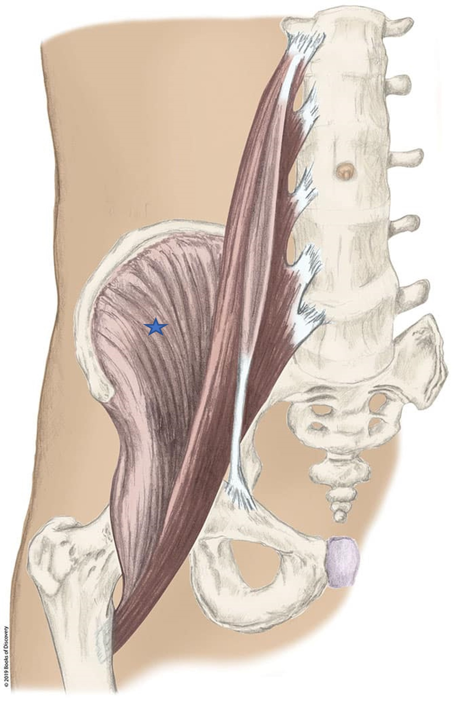 <p><span>From the list of muscles and actions below, identify the "starred" muscle and its primary actions. NOTE: There are several primary actions...do not choose actions where the muscle assists.</span> </p><p><span><span>A) Psoas major</span></span></p><p><span><span>B) Laterally rotate hip with origin fixed</span></span></p><p><span><span>C) Rectus femoris</span></span></p><p><span><span>D) Flex the trunk with insertion fixed</span></span></p><p><span><span>E) Medially rotate hip with origin fixed</span></span></p><p><span><span>F) Abduct hip with origin fixed</span></span></p><p><span><span>G) Tilt pelvis anteriorly with insertion fixed</span></span></p><p><span><span>H) Flex the hip with the origin fixed</span></span></p><p><span><span>I) Iliacus</span></span></p>
