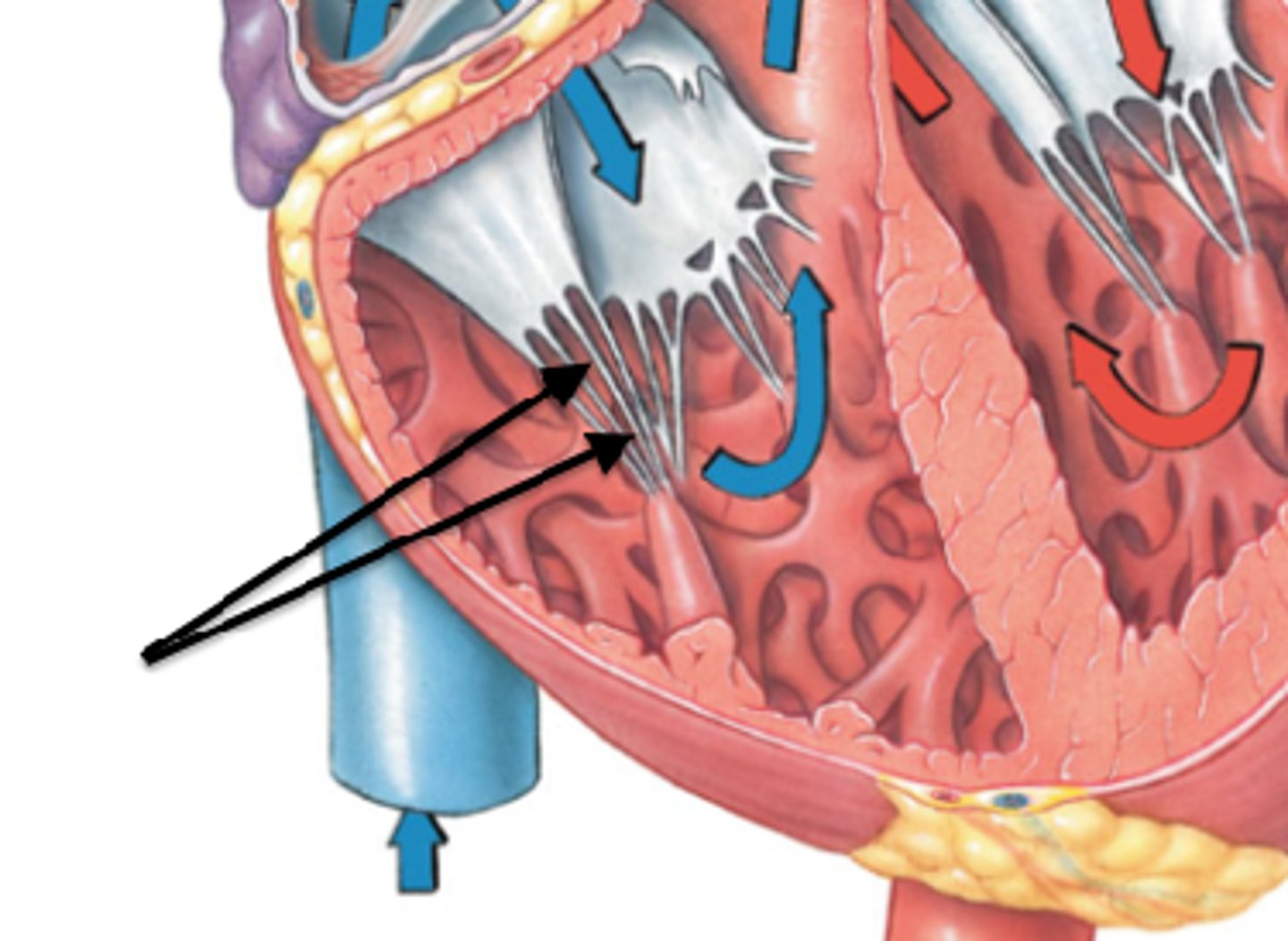 <p>Tendinous cords that connect the papillary muscles to the atrioventricular valves in the heart.</p>