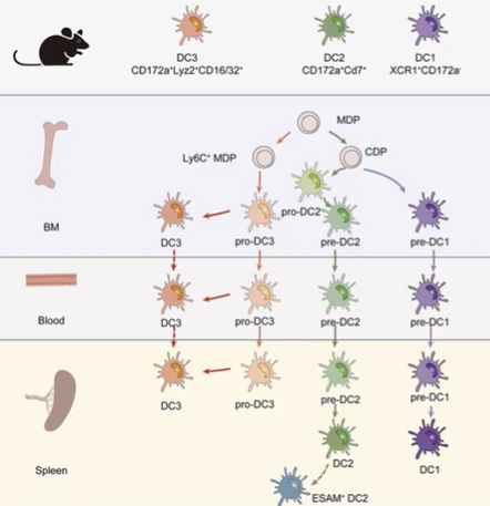 <ul><li><p>The main subsets of <strong>classical dendritic cells (cDCs)</strong> are <strong>cDC1</strong>, <strong>cDC2</strong>, and <strong>cDC3</strong>.</p></li><li><p>Initially thought:</p><ul><li><p><strong>cDC1</strong> mainly cross-presents antigens to <strong>CD8+ T cells</strong>.</p></li><li><p><strong>cDC2</strong> primarily presents to <strong>CD4+ T cells</strong>.</p></li></ul></li><li><p>However, all cDC types can present antigens to both <strong>CD4+</strong> and <strong>CD8+ T cells</strong>, demonstrating <strong>functional overlap</strong>.</p></li><li><p>In both <strong>humans</strong> and <strong>mice</strong>:</p><ul><li><p><strong>cDC1</strong> is well-characterized and distinct.</p></li><li><p><strong>cDC2</strong> and <strong>cDC3</strong> are interrelated and challenging to differentiate during <strong>inflammation</strong> (e.g., during infections).</p></li></ul></li></ul><p></p>