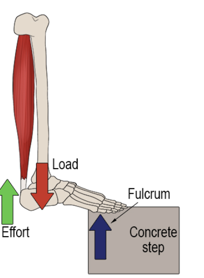 <p>Middle: Load</p><p>Advantage: Force</p><p>eg. wheelbarrow</p>