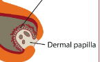 <p>mass of connective tissue, blood capillaries, and nerve endings at the base of the hair follicle</p>