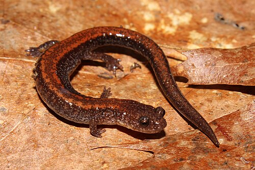 <p>Caudata : Plethodontidae : Plethodontinae</p>
