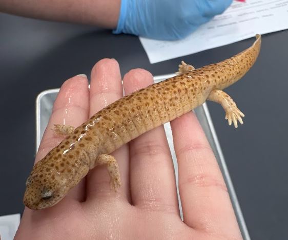 <p>Pseudotriton ruber. Plethodontidae.</p>