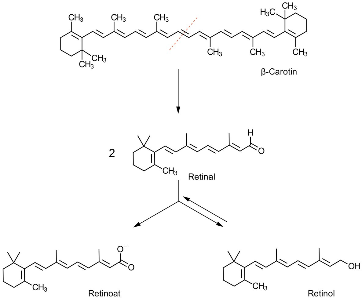 <p>E. β-Carotene possesses the more extensive system of conjugated double bonds</p>