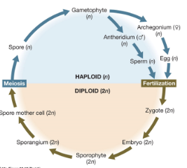 <p>The most ancient vascular plants had only one spore - Homospory</p><p>One type of gametophyte that has male and female reproductive organs</p>