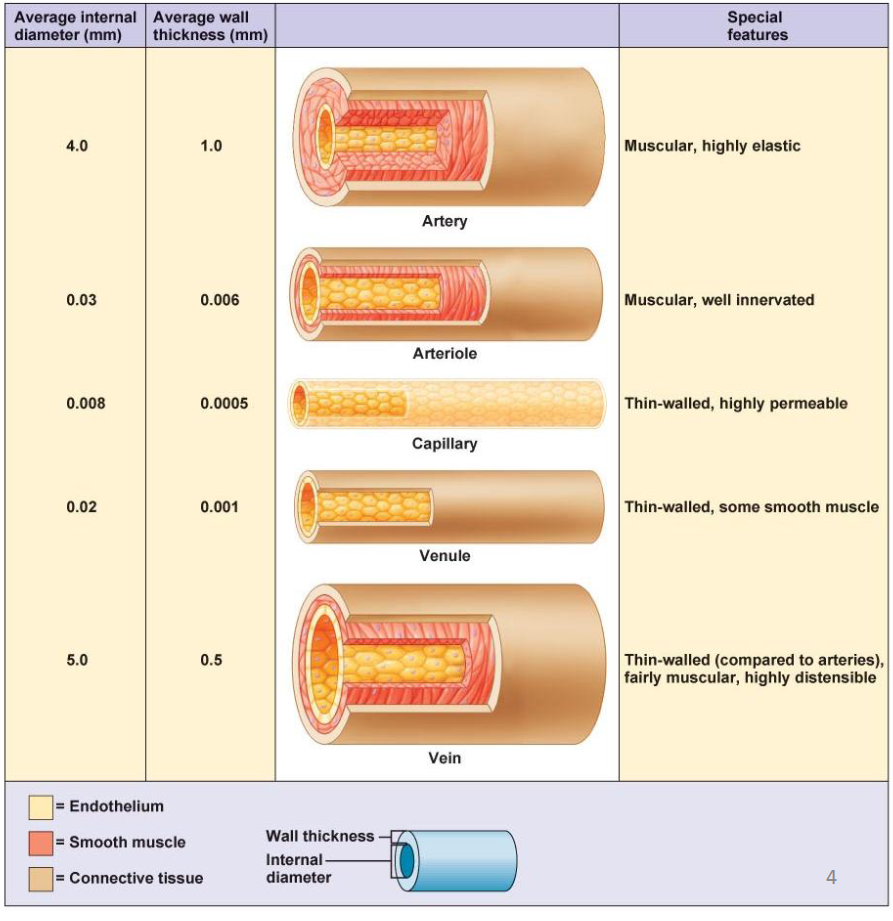 <ul><li><p><span>No muscle - so, there’s no control over diameter, or connective tissue - no ability to withstand high pressures.</span></p></li><li><p><span>But movement of fluid and solutes is maximized here (highly permeable)!!</span></p></li><li><p><span>Blood flows more slowly</span></p></li></ul><p></p>