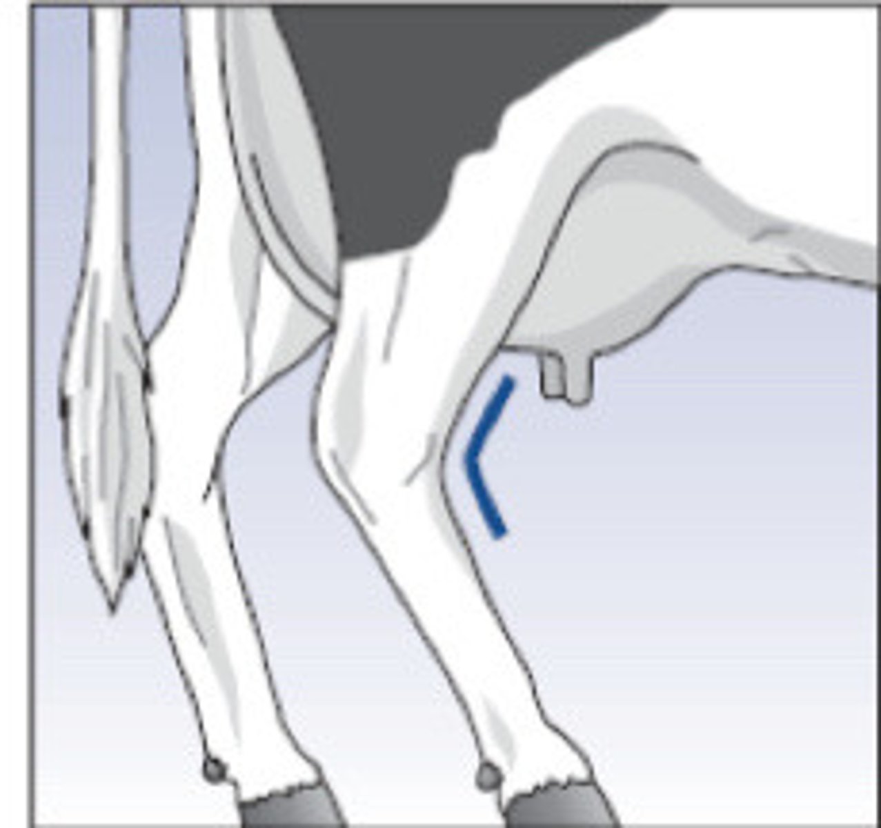 <p>What is the term for this hock angle?</p>