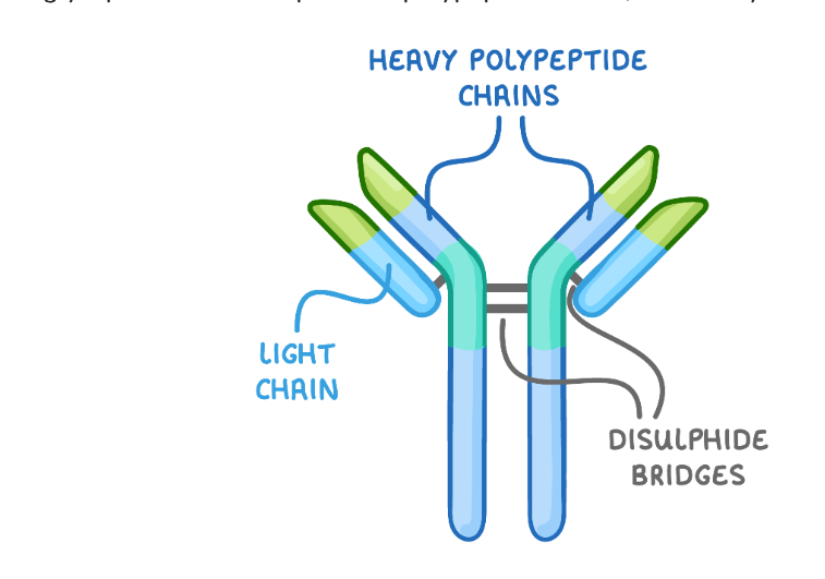 <ul><li><p>y shaped and made of 4 polypeptide chains (2 heavy and 2 light) and have 3 regions</p></li><li><p>constant region - same for all antibodies and binds to receptors on cells like B cells </p></li><li><p>variable region - different for each antibody as its shape is complementary to a specific antigen - its the part of the antibody that binds to antigens</p></li><li><p>hinge region - allows antibody to be flexible so it can bind to multiple antigens at once </p></li></ul><p></p>