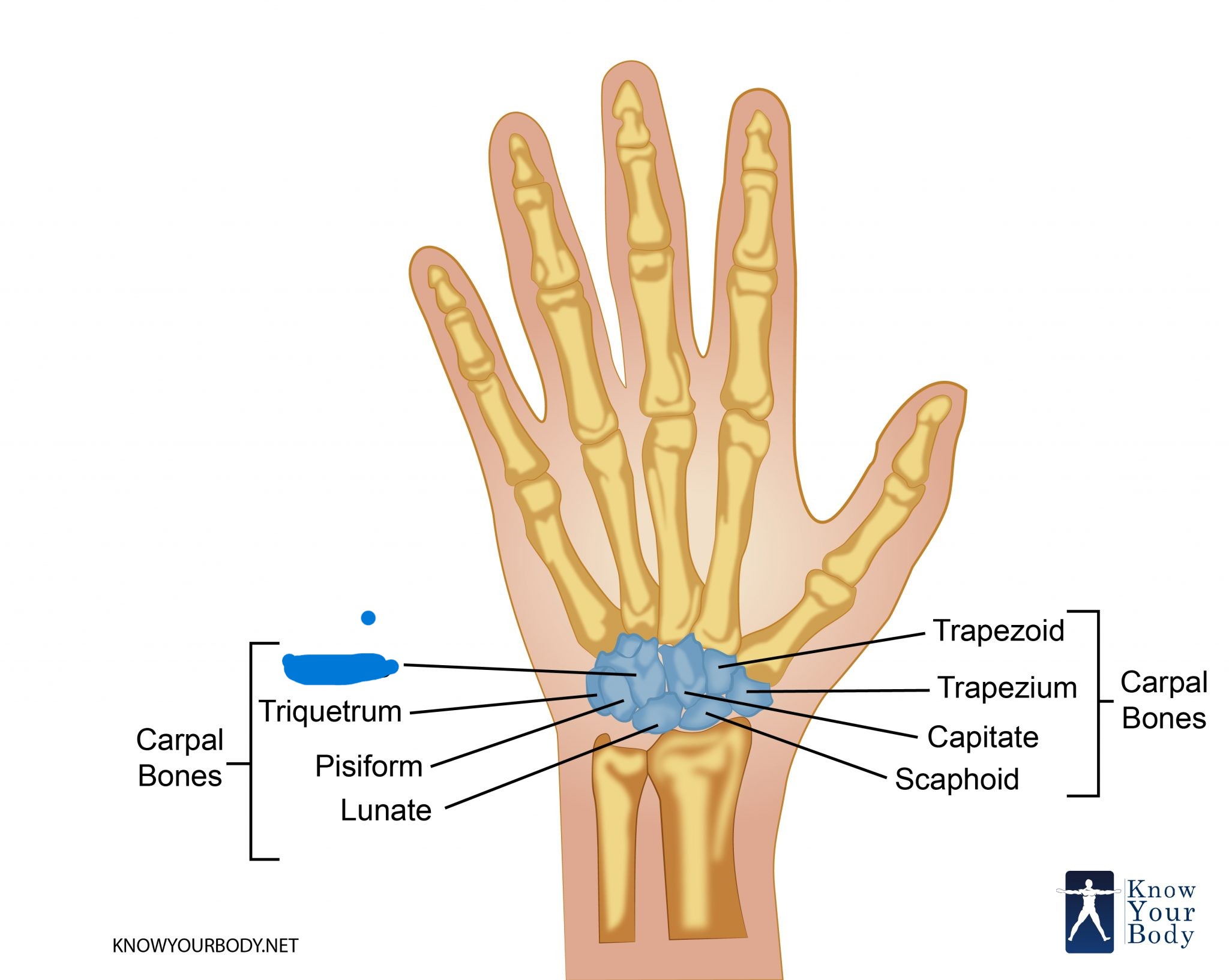 <p>which carpal is this?</p>