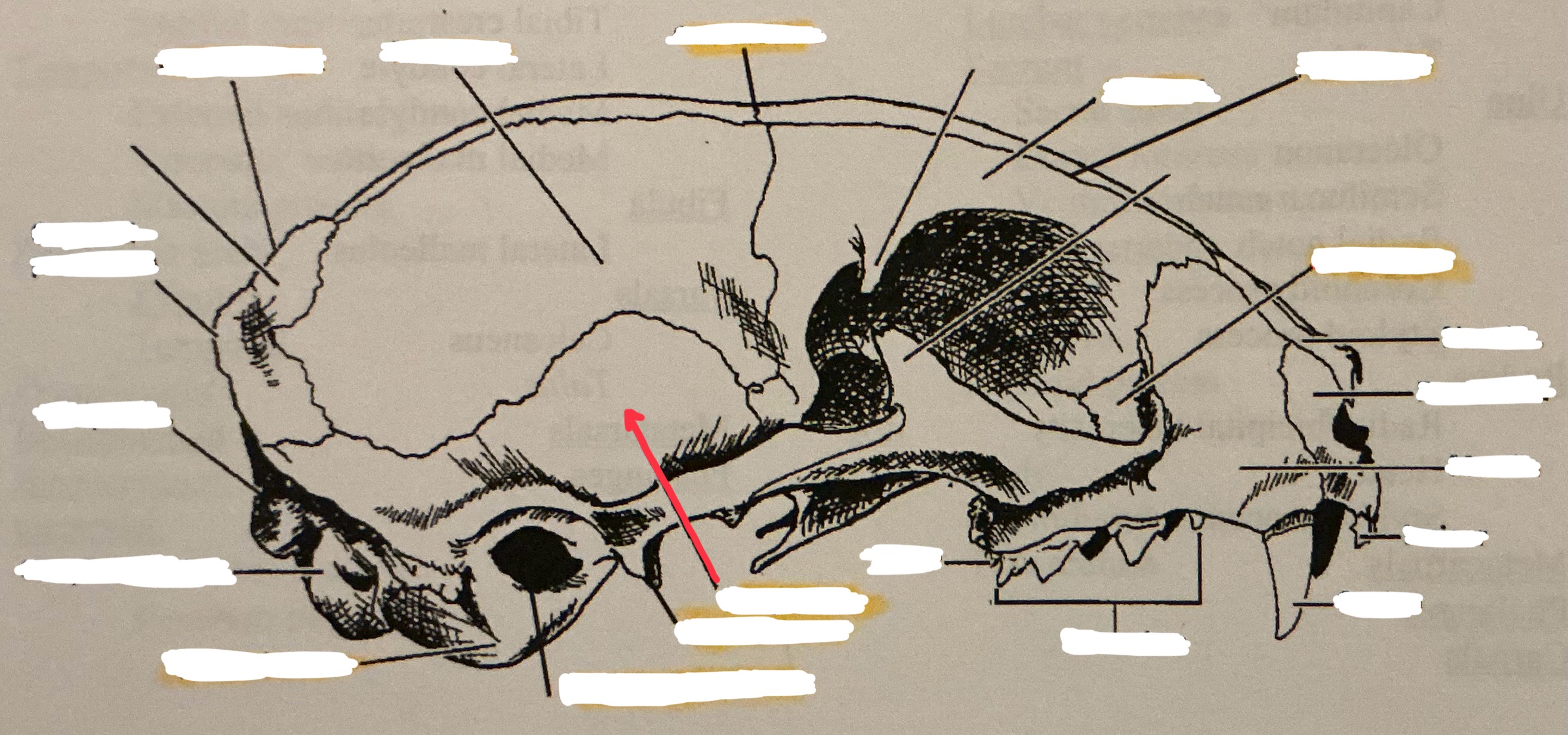 term image