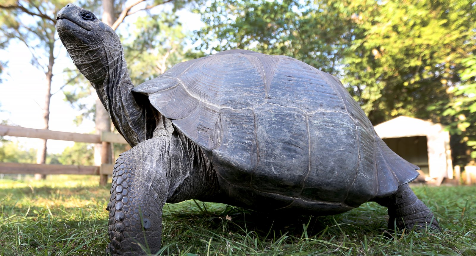 Galapagos tortoise