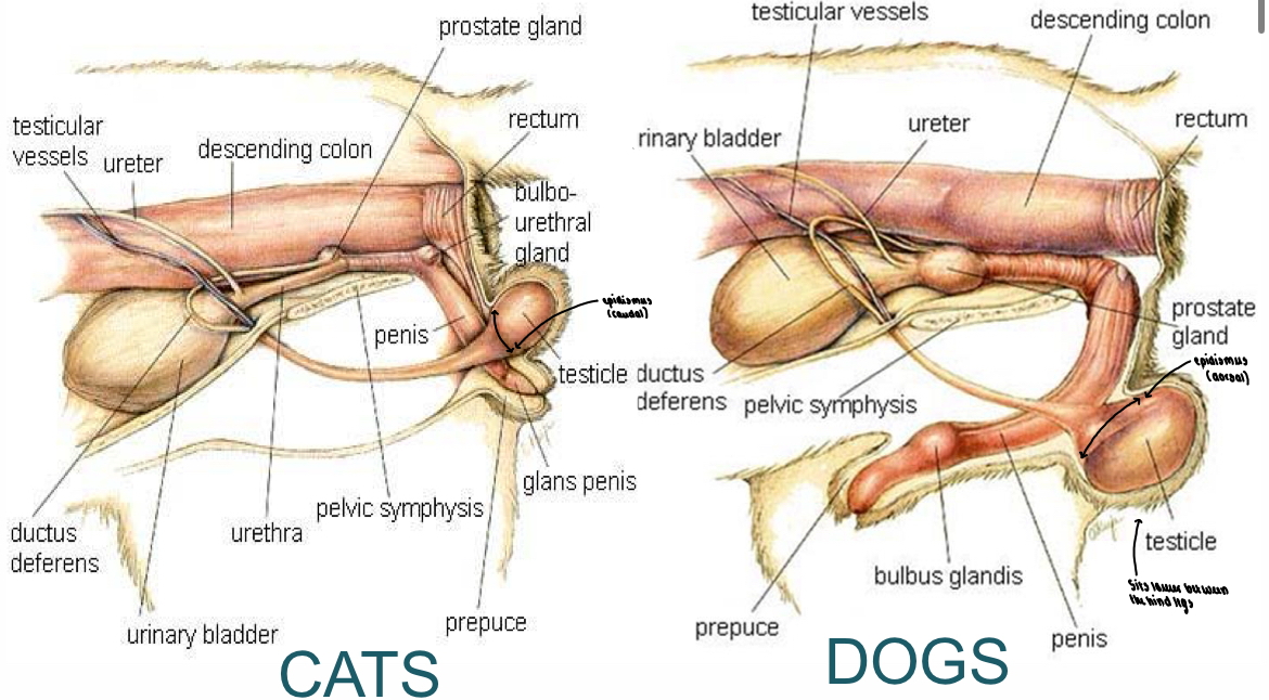 <p>What is the difference between cats and dogs ? Describe </p>