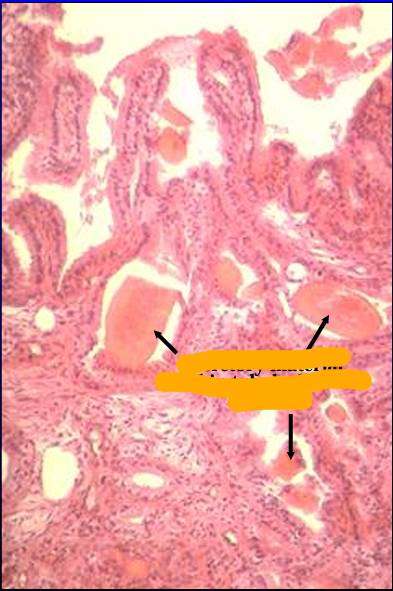 <p>Identify the structure:</p><p>Specie:</p><p>Orange:</p>
