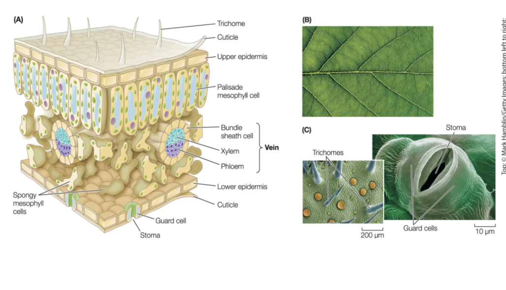 <p>leaf anatomy</p>