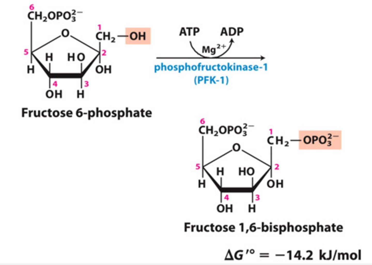 <p>Substrate → Product: Fructose-6-phosphate → Fructose-1,6-bisphosphate</p><p>Enzyme: Phosphofructokinase-1 (PFK-1)</p><p>Energy intermediates: ATP → ADP + iP (ATP consumed)</p><p>Other molecules: none</p>