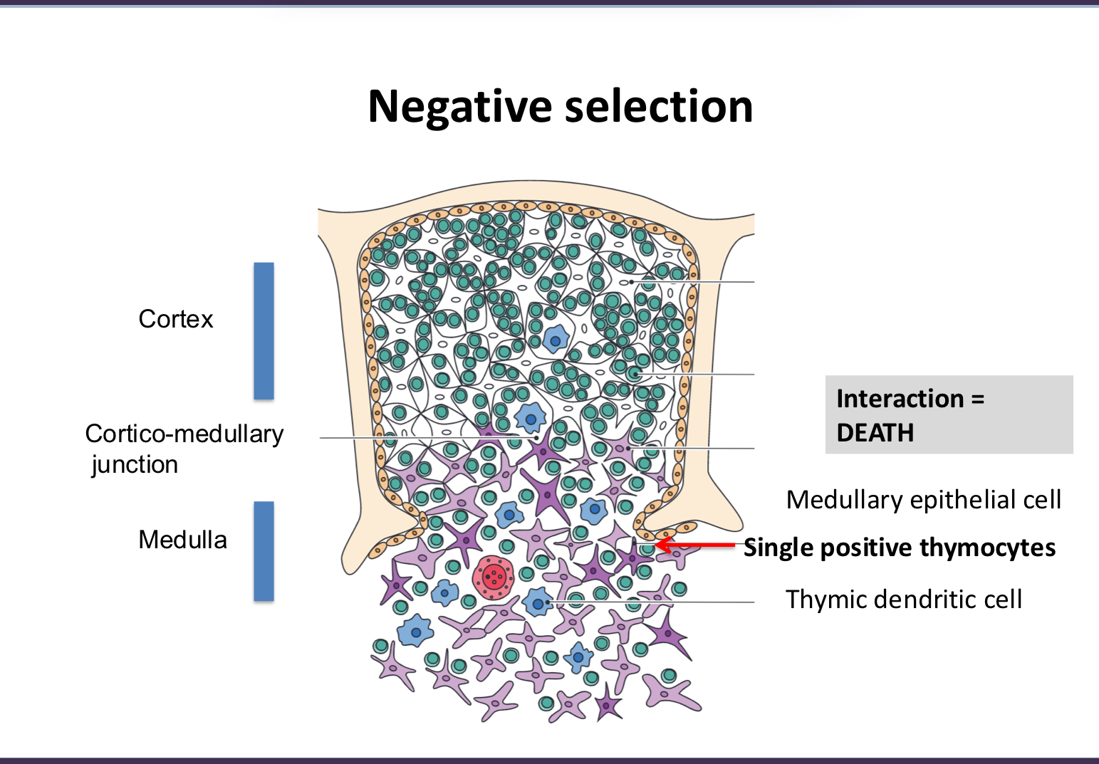 <p>for cells that recognize self, go to medulla, they are single positive and if they interact with self peptide with thymic dendritic cell they die</p><p>thymus transcribe proteins that would be produced in tissues all over the body; good filter!</p>