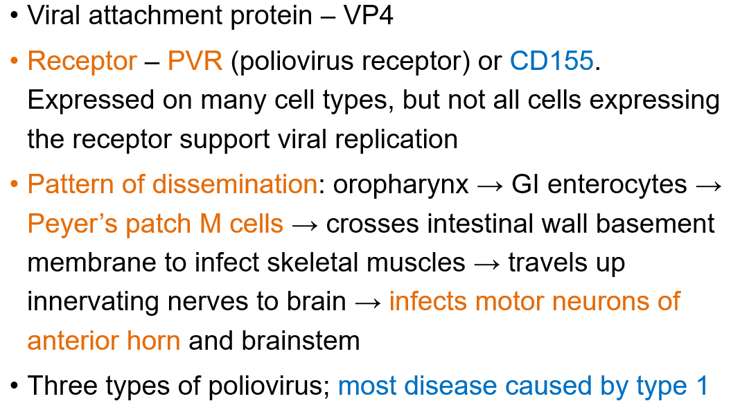 <p>How does Poliovirus <strong>spread</strong> in the body?</p>