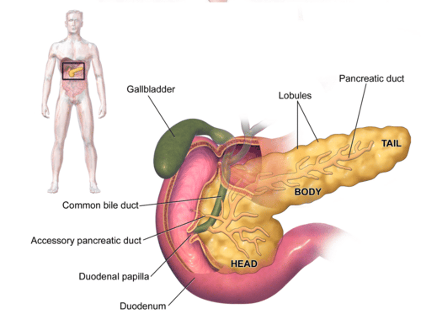 <p>Endocrine function: secreting hormones into the blood circulation (glucagon and insulin).</p>
