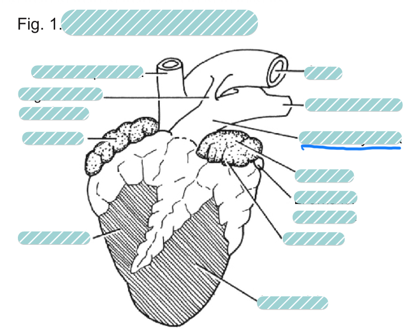 <p>What is the underlined label?</p>