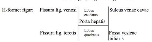 *Facies visceralis*
Nedad og bagud
- 2 lapper
 Lobus caudatus
 Lobus quadratus

H-form: porta hepatis, fissura lig. teretis + fissura lig. venosi + fossa vesicae biliaris + sulcus venae cavae

Porta hepatis:
6-8 cm tværgrående spalte
Begrænset af forreste og bageste læbe hvortil de to blade af lig. hepatodoudenale fæstner
Indhold: v portae, a. hepatica propria, ductus hepaticus communis

Fissura ligamenti teretis med lig. teres hepatis -> repræsenterer den obliterede v. umbilicalis
Fissura ligamenti venosi med lig. venosim -> repræsenterer den obliterede ductus venosus

*Facies diaphragmatica* 
- vender både bagud, opad, fremad og mod højre
Fremad = plan,
Højre = konveks
Opad = tilpasset diaphragmakupler -> højre og venstre er konveks, midtpartiet er konkavt (ved centrum tendineum).

Area nuda = område uden peritoneum - direkte kontakt med diaphragma 
Sulcus vena cava -> omslutter vena cava inf.