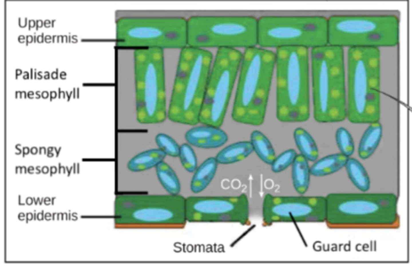<p>bottoms; atmospheric gas exchange</p>