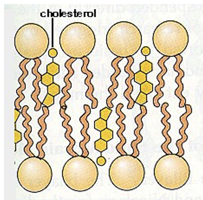 component of all cell membranes

* synthetic precursor of steroid hormones
* precursor of bile acids and salts

\
plasma membranes can have around 1 cholesterol per phospholipid, they maintain the osmotic pressure u find in the cell

* ¨They immobilize the first few hydrocarbon groups of the phospholipid molecules. This makes the lipid bilayer less deformable and decreases its permeability to small water-soluble molecules.
* ¨Without cholesterol (such as in a bacterium) a cell would need a cell wall.
