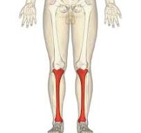 <p>Larger bone in the lower leg, on the inside; supports most of the body’s weight.</p>
