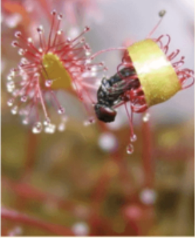 <p>What kind of modification is this?</p>